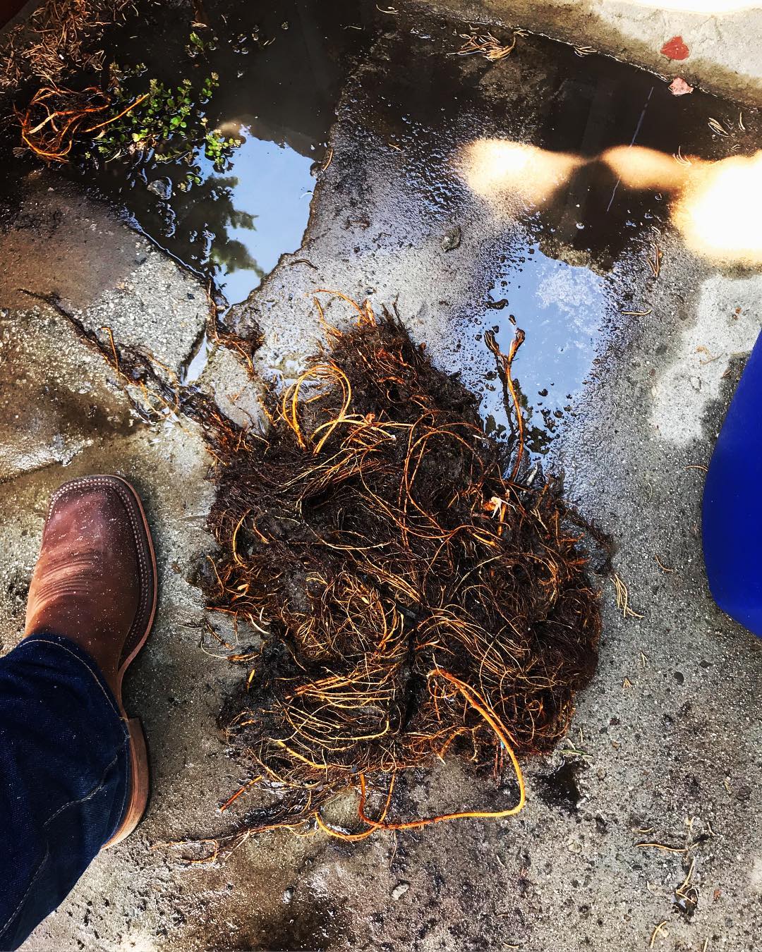 Roots That Were Obstructing Sewer Line